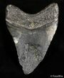 Bargain Inch Megalodon Tooth #2901-2